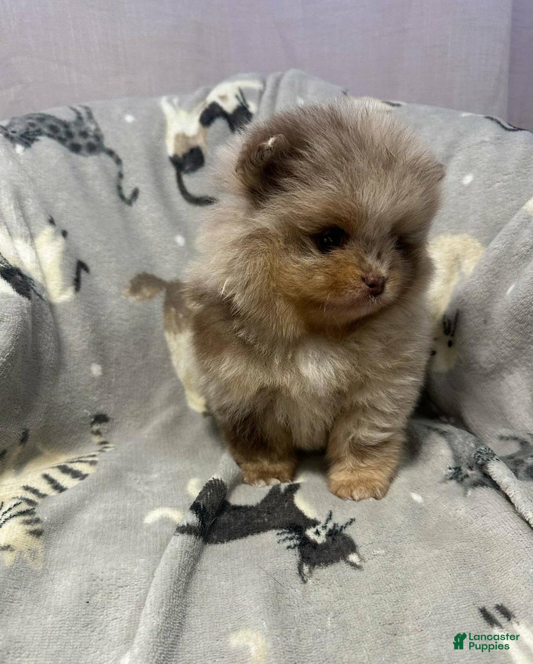 Pomeranian dogs for sale: Benji - Ad 8