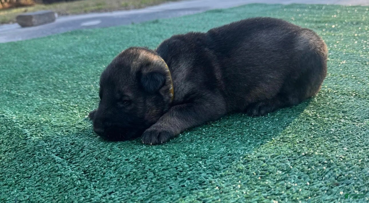 German Shepherd dogs German Shepherd yellow - Ad 2