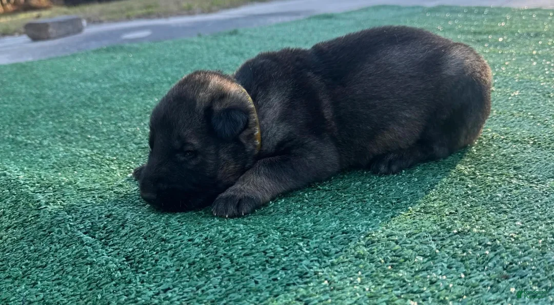 German Shepherd dogs for sale: German Shepherd yellow - Ad 2