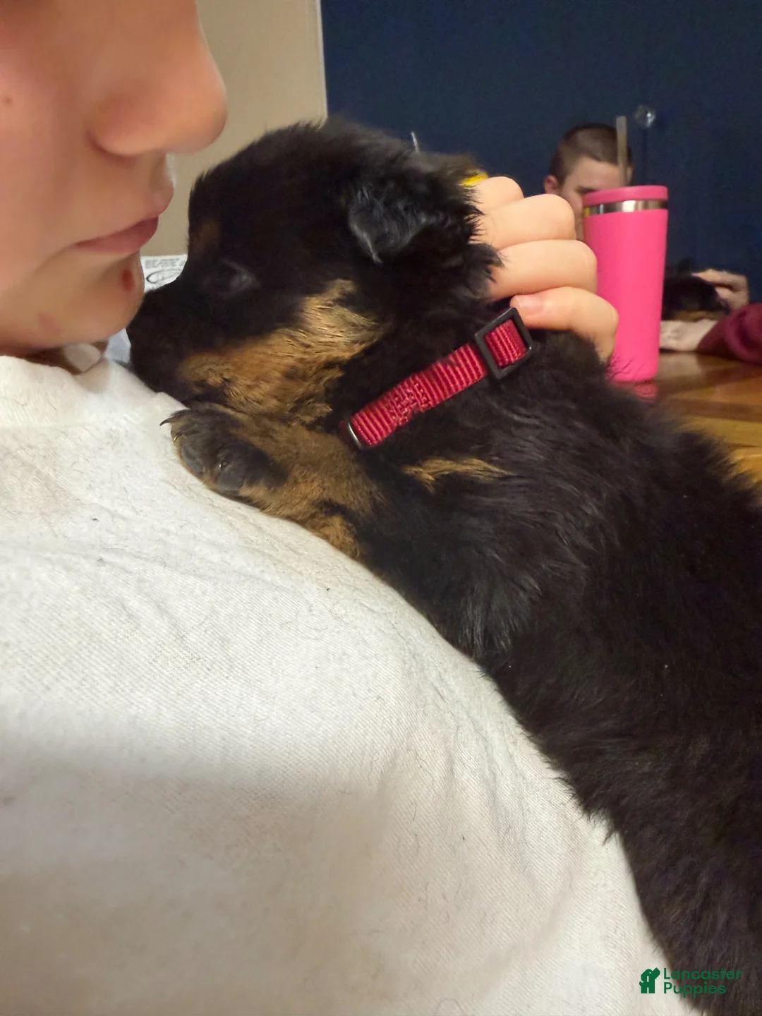 Rottweiler dogs for sale: Rottweiler Puppy 10 - Ad 2