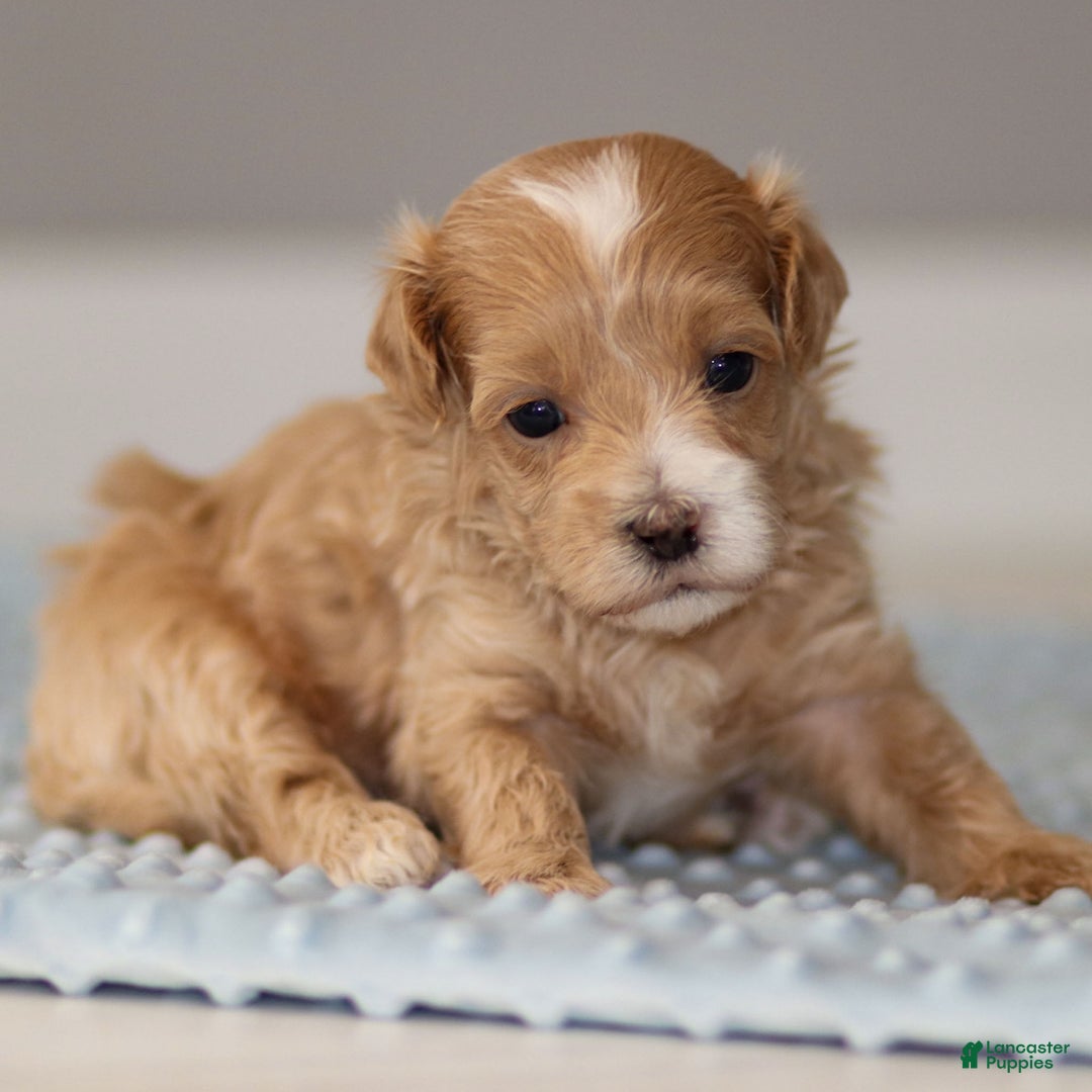 Maltipoo dogs for sale: Sparky - Ad 7