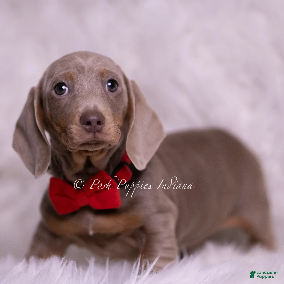Miniature Dachshund dogs for sale: Baltic - Ad 2