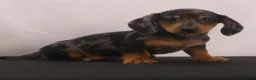 Dachshund dogs for sale: Rocky - Ad 13