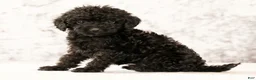 Havapoo dogs for sale: Darla - Ad 6