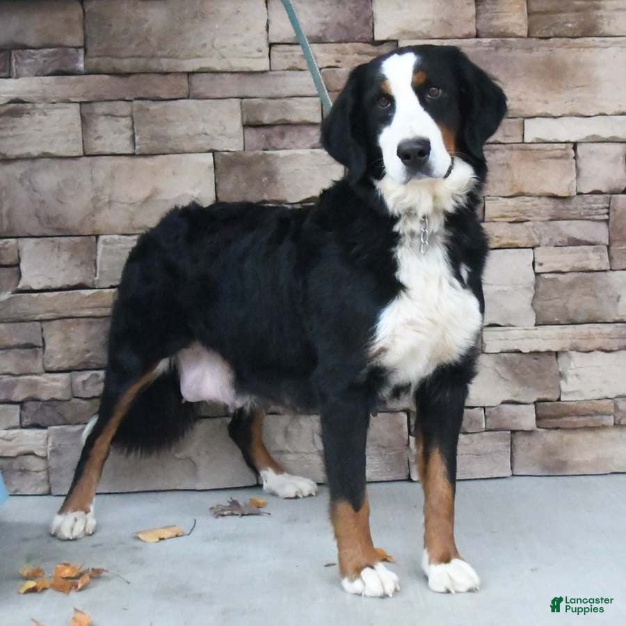 Bernese Mountain Dog dogs Roxy - Ad 1