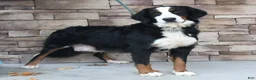 Bernese Mountain Dog dogs for sale: Roxy - Ad 1