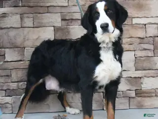 Bernese Mountain Dog dogs Roxy - Ad 1