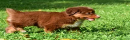 Miniature Australian Shepherd dogs for sale: Izzy - Ad 8