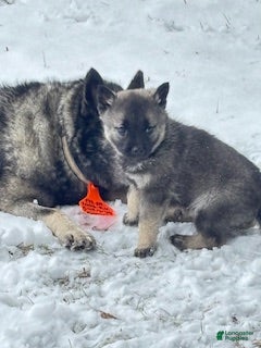 Norwegian Elkhound dogs Little Boy Blue - Ad 6