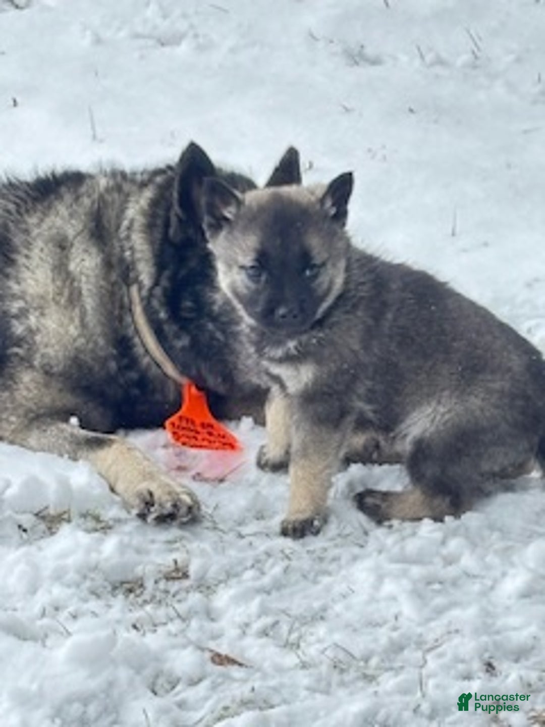 Norwegian Elkhound dogs for sale: Little Boy Blue - Ad 1
