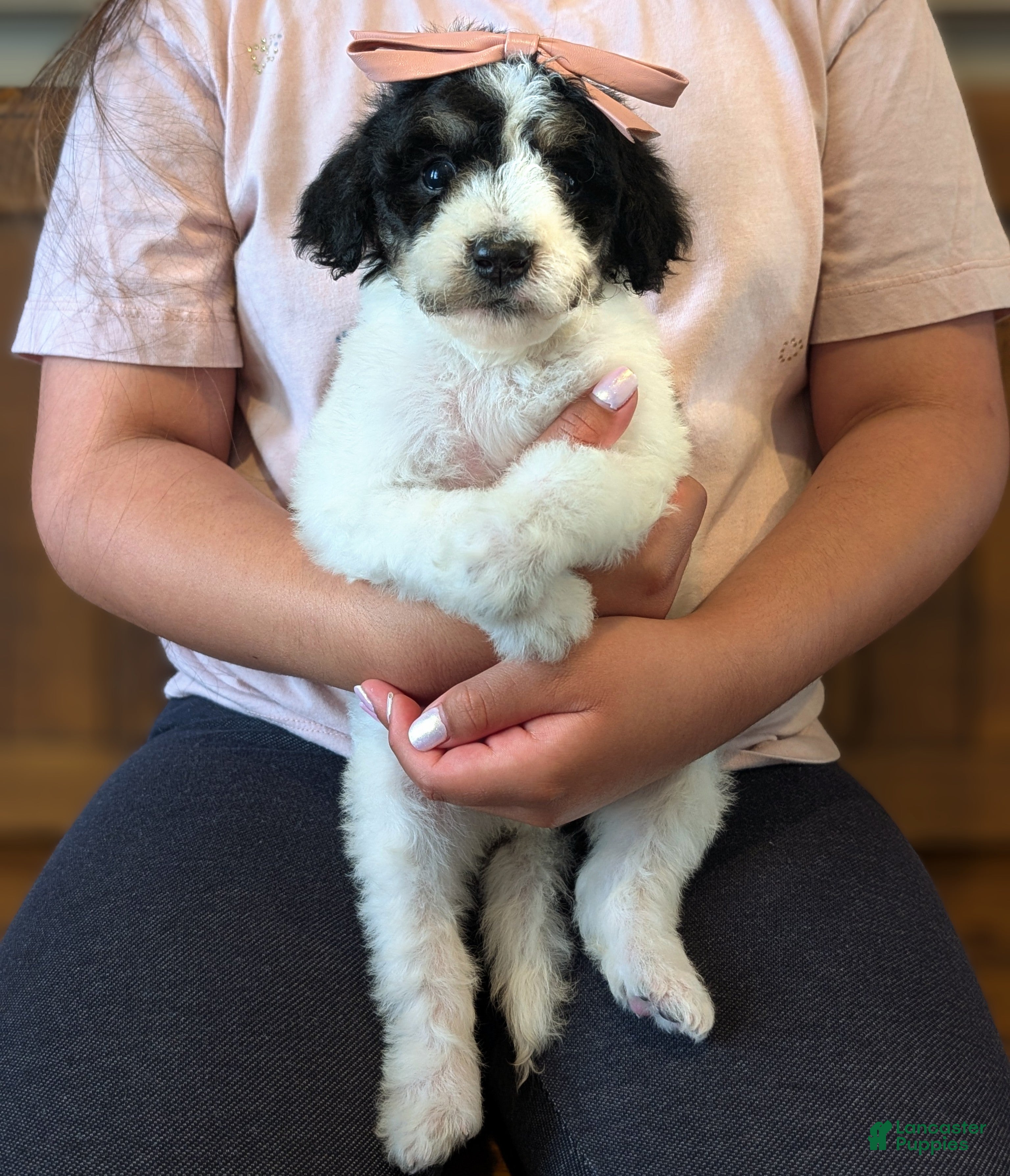 Mixed Breed dogs Mixed Breed Puppy 7 - Ad 1