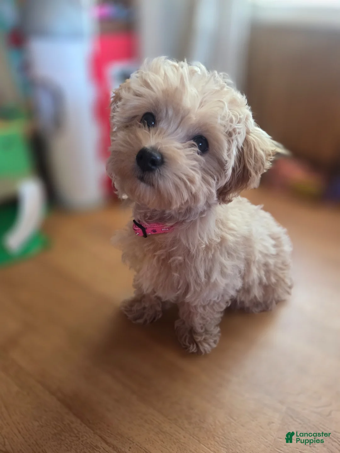 Maltipoo dogs for sale: Callie - Ad 2