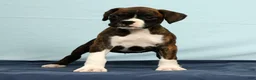 Boxer dogs for sale: Carl - Ad 7