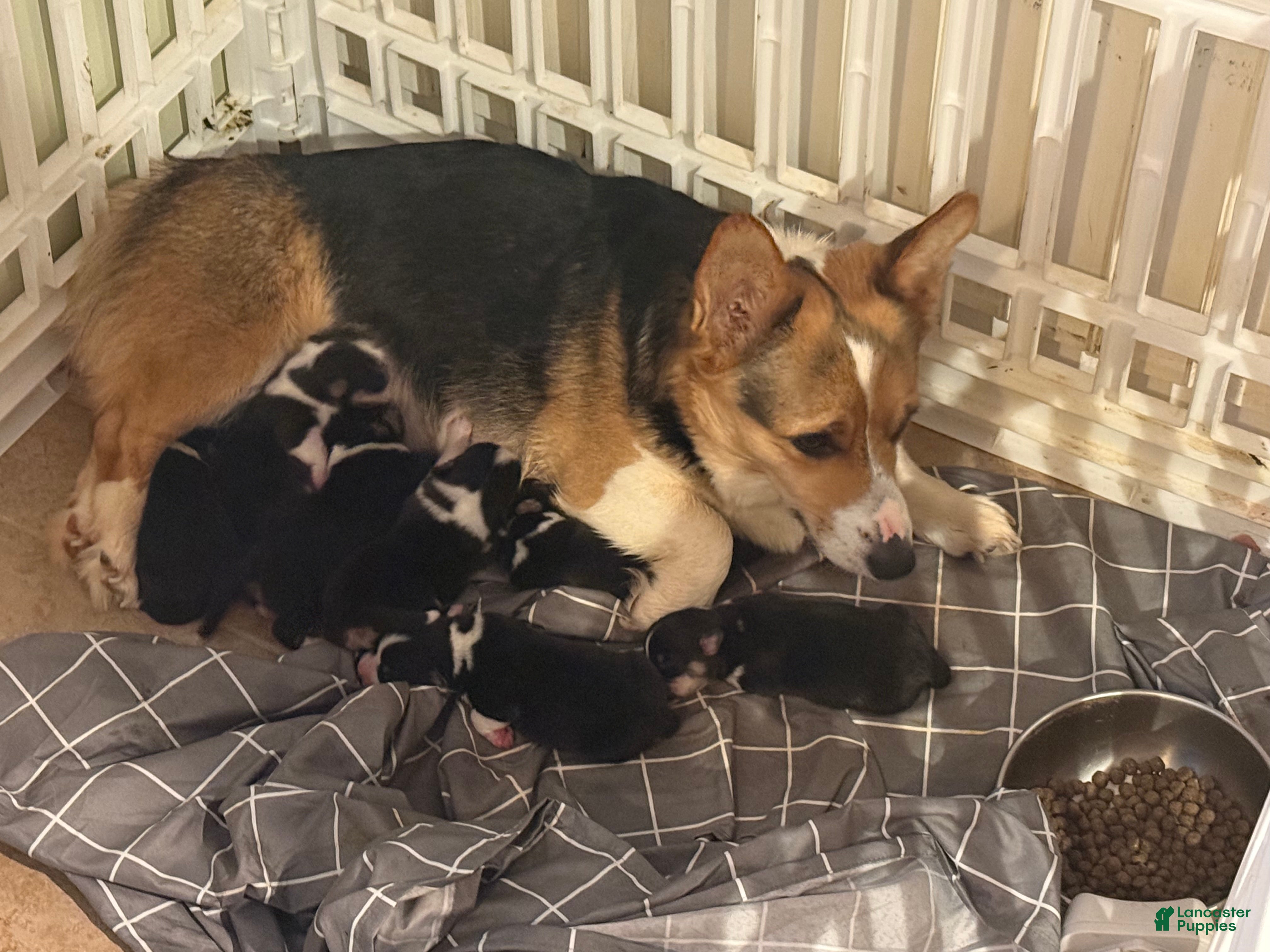 Welsh Corgi Pembroke dogs Welsh Corgi Pembroke Puppy 2 - Ad 17