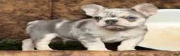 French Bulldog dogs for sale: Romeo - Ad 4