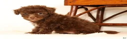 Havapoo dogs for sale: Dixie - Ad 8