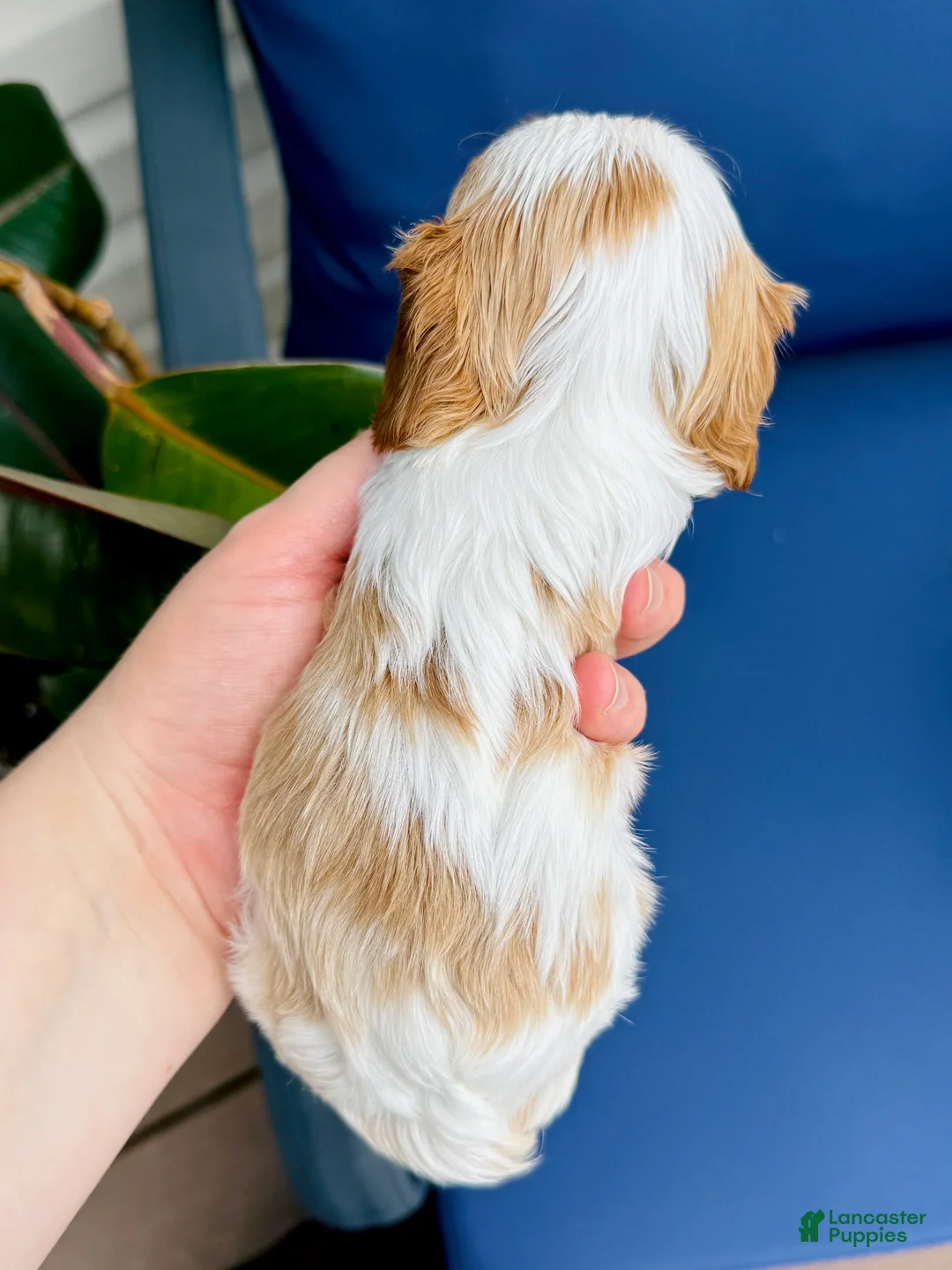 Cavalier King Charles Spaniel dogs for sale: Ivy - Ad 2