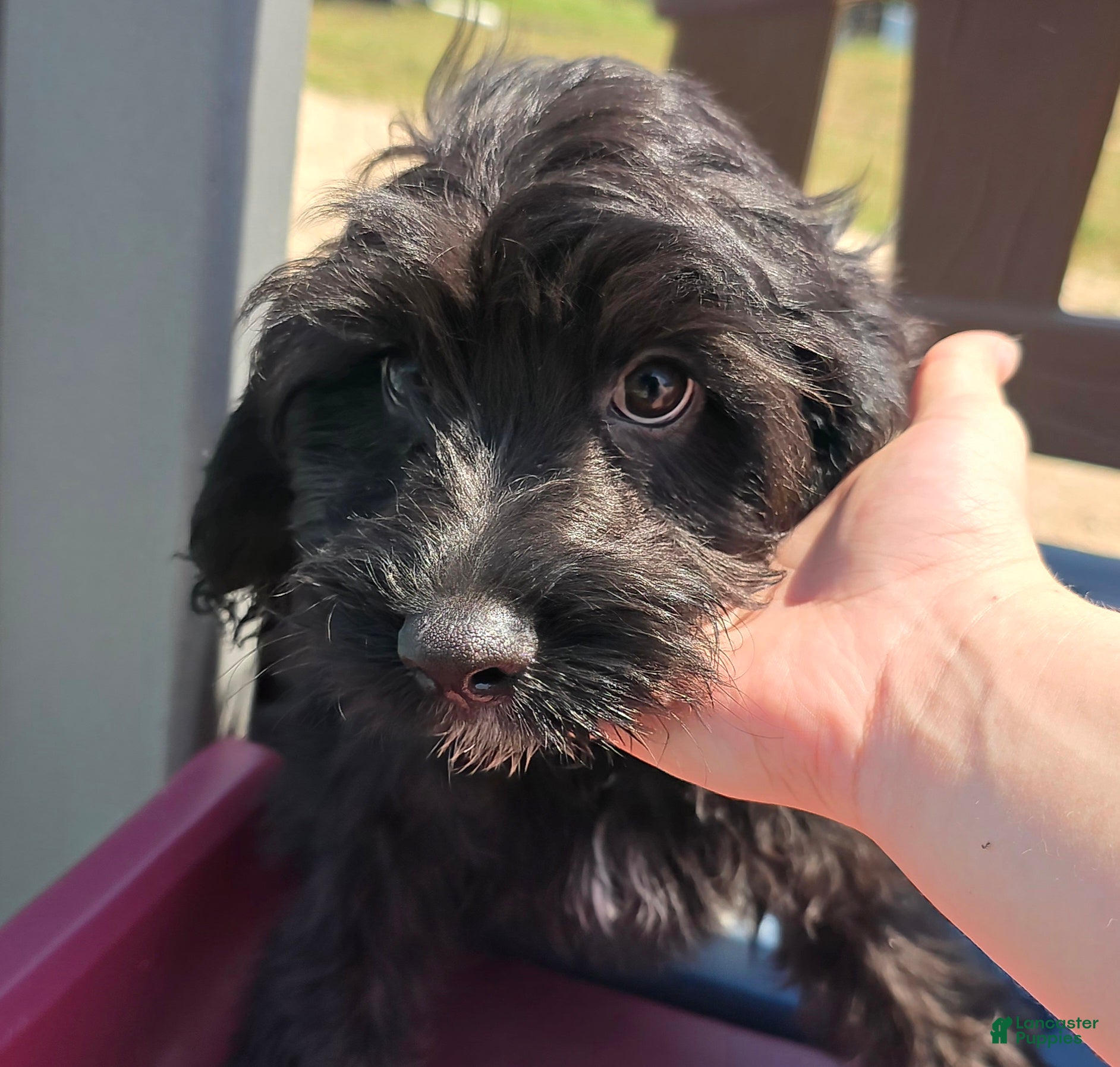 Cavapoo dogs Trigger - Ad 17