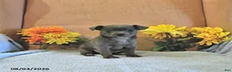 Chihuahua dogs for sale: Fritz - Ad 4