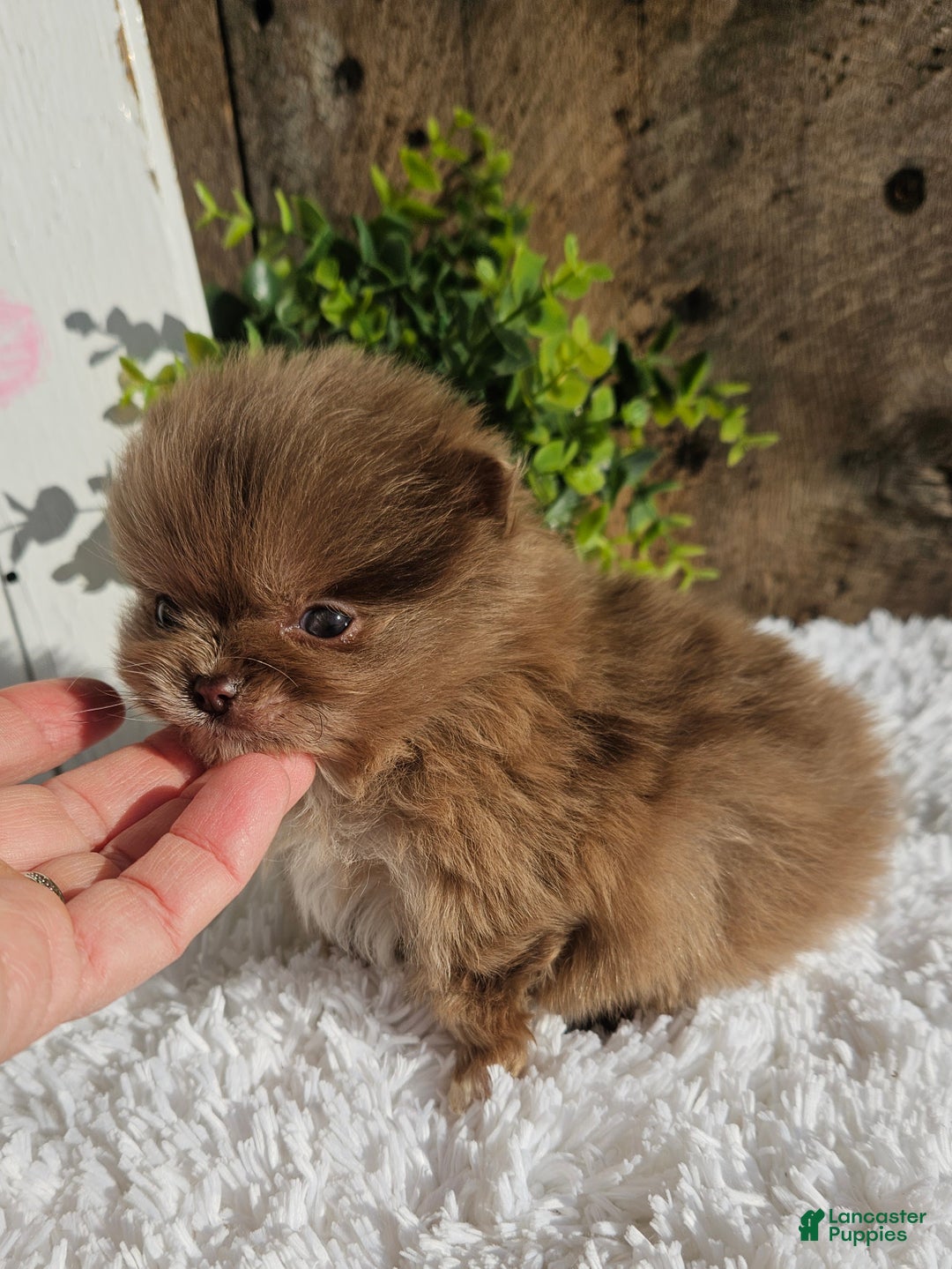 Pomeranian dogs for sale: Tessa - Ad 7