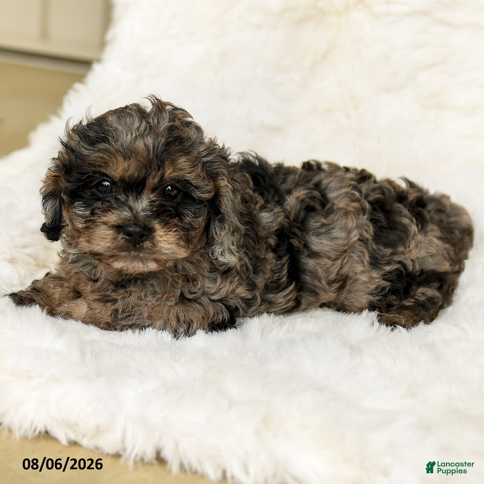 Cavapoo dogs Toby - Ad 2