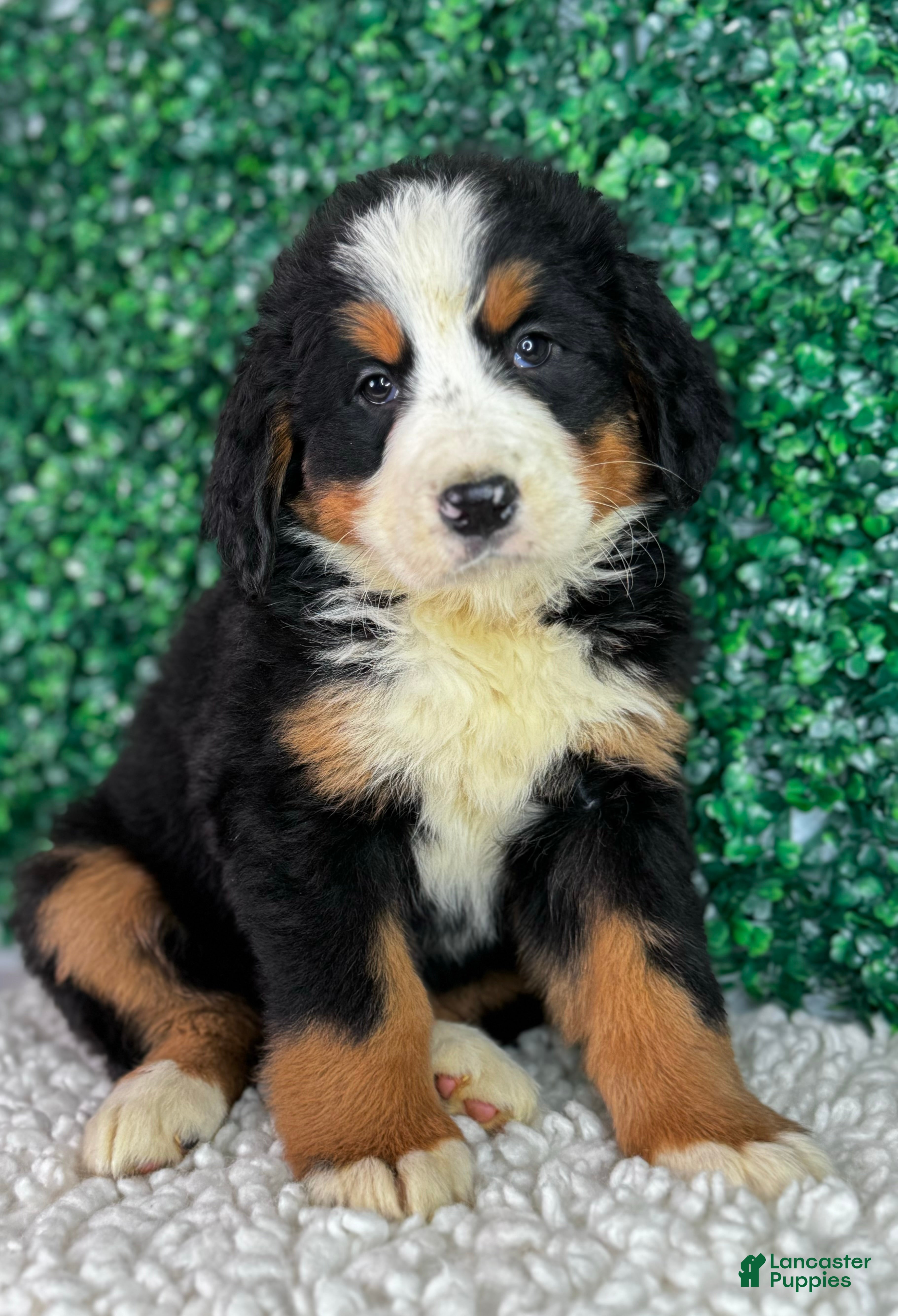 Bernese Mountain Dog dogs  Chloe  - Ad 1