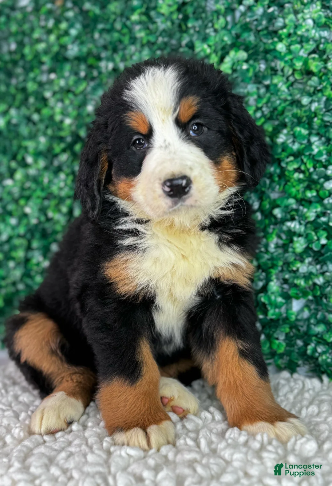Bernese Mountain Dog dogs for sale:  Chloe  - Ad 1