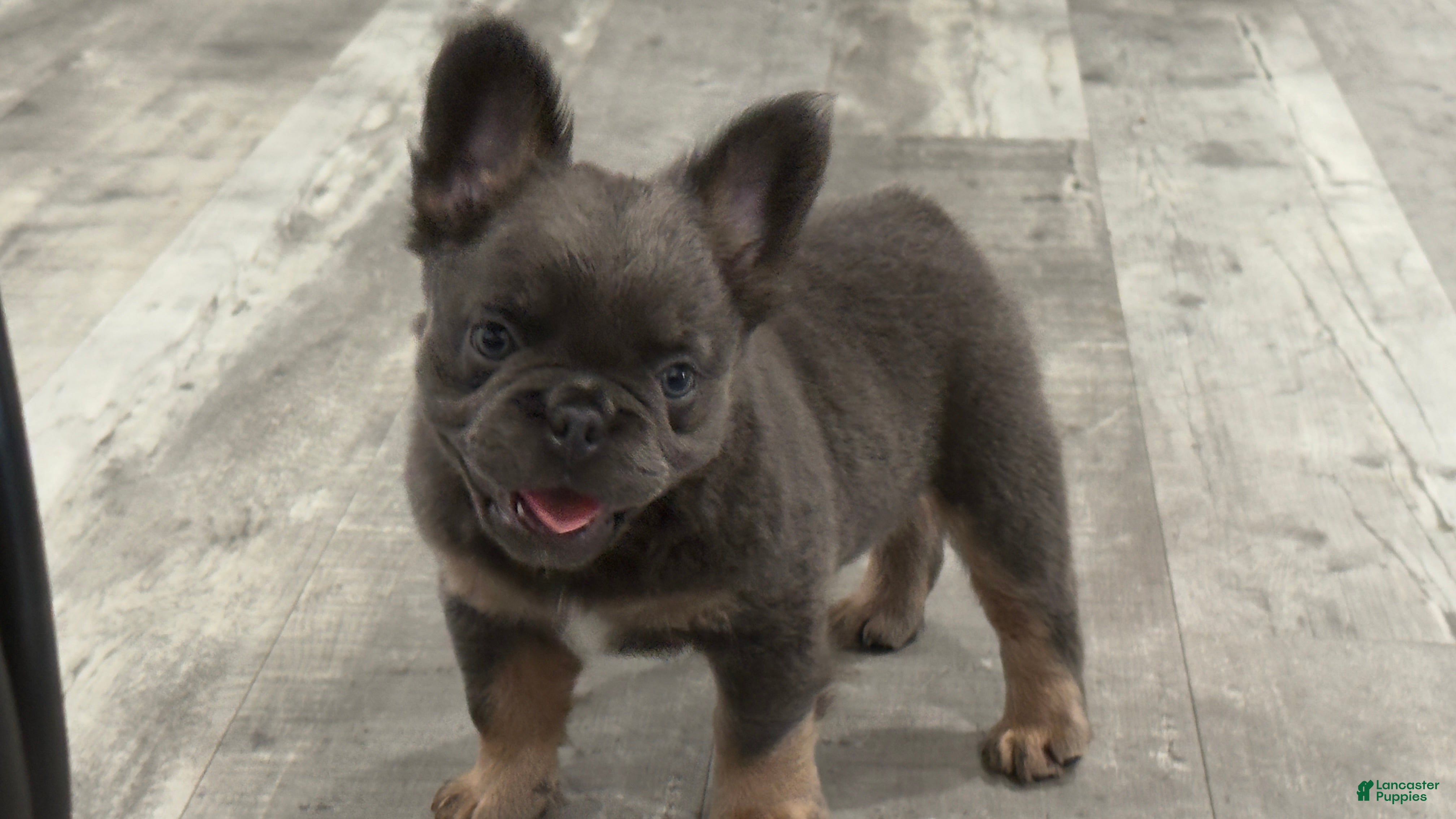 French Bulldog dogs Six  - Ad 2
