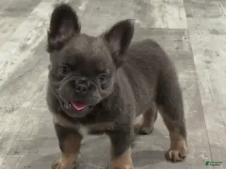 French Bulldog dogs Six - Ad 2