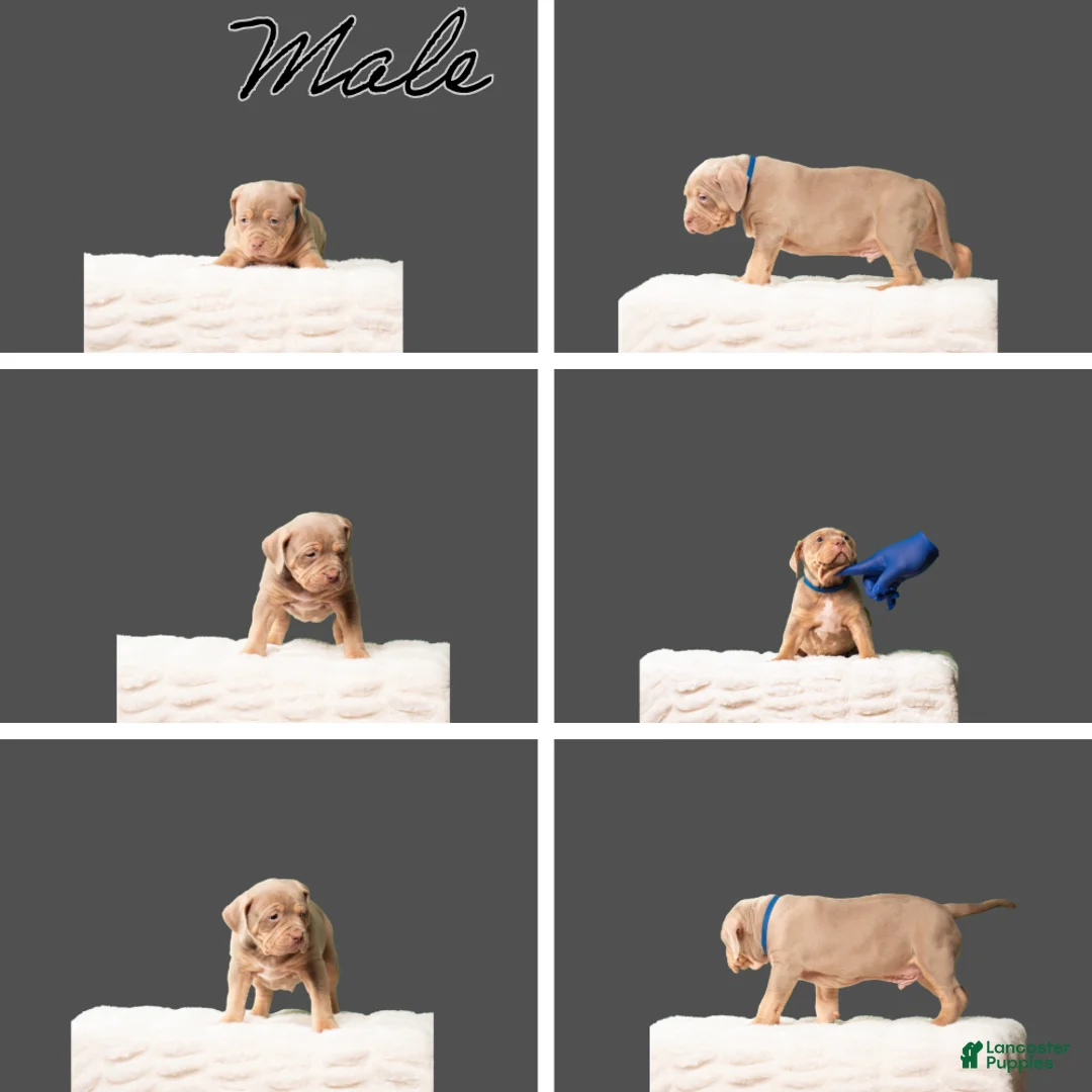 American Bully dogs for sale: American Bully Puppy 1 - Ad 1