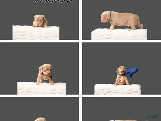 American Bully dogs American Bully Puppy 1 - Ad 21