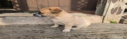 Australian Cattle Dog dogs for sale: Daisy - Ad 3