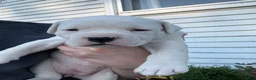 American Bulldog dogs for sale: Magnolia - Ad 7