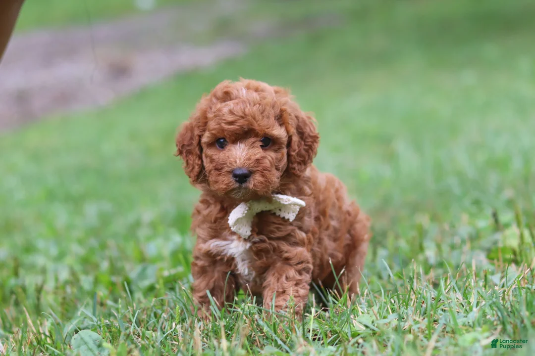 Cavapoo dogs for sale: Jordan - Ad 7