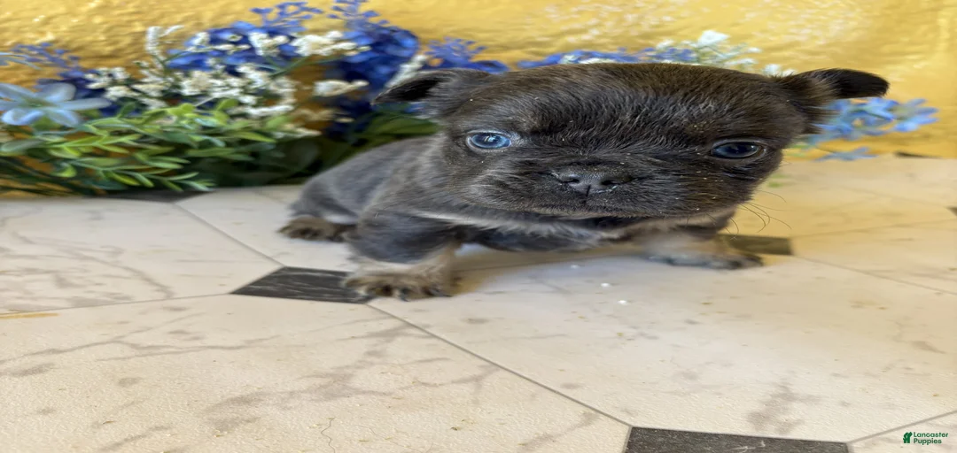 Gallery Image {{count}}