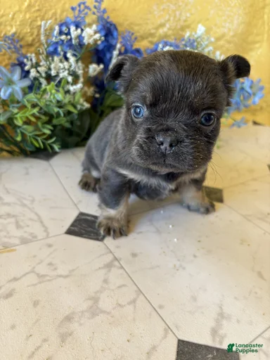 Gallery Image {{count}}