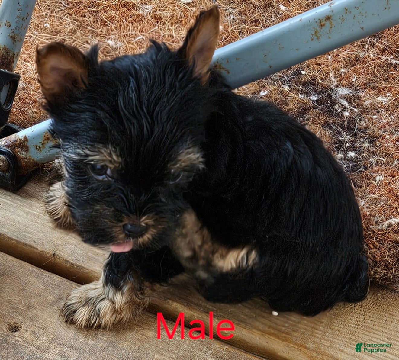 Yorkshire Terrier dogs Jupiter  - Ad 2