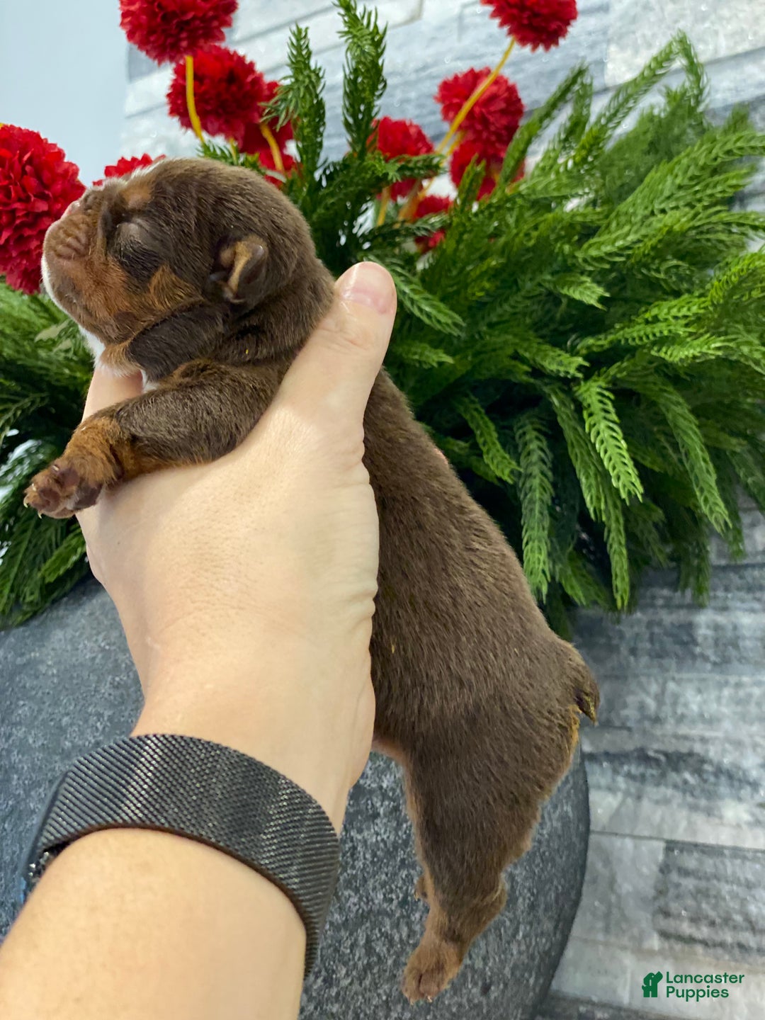 English Bulldog dogs for sale: Smooches - Ad 2