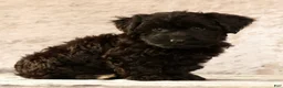 Yorkiepoo dogs for sale: Lainey - Ad 3