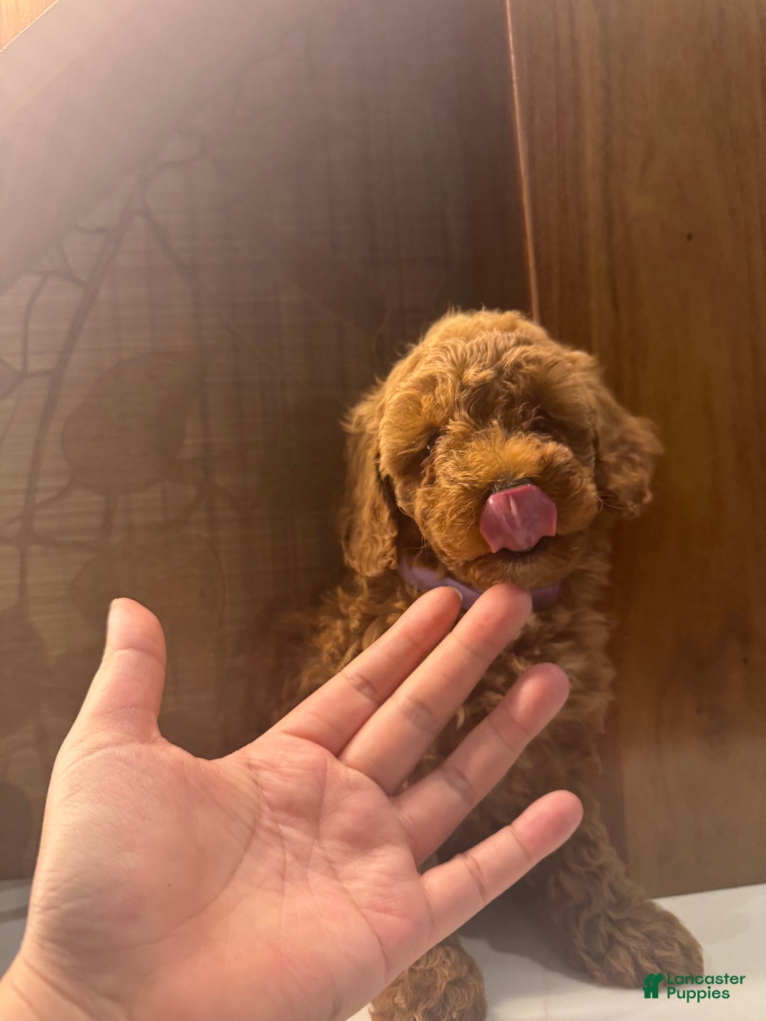 Toy Poodle dogs for sale: Coffee - Ad 3