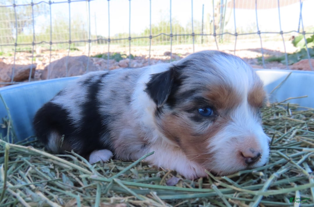Miniature Australian Shepherd dogs for sale: Blue merle girl with blue eyes - Ad 2