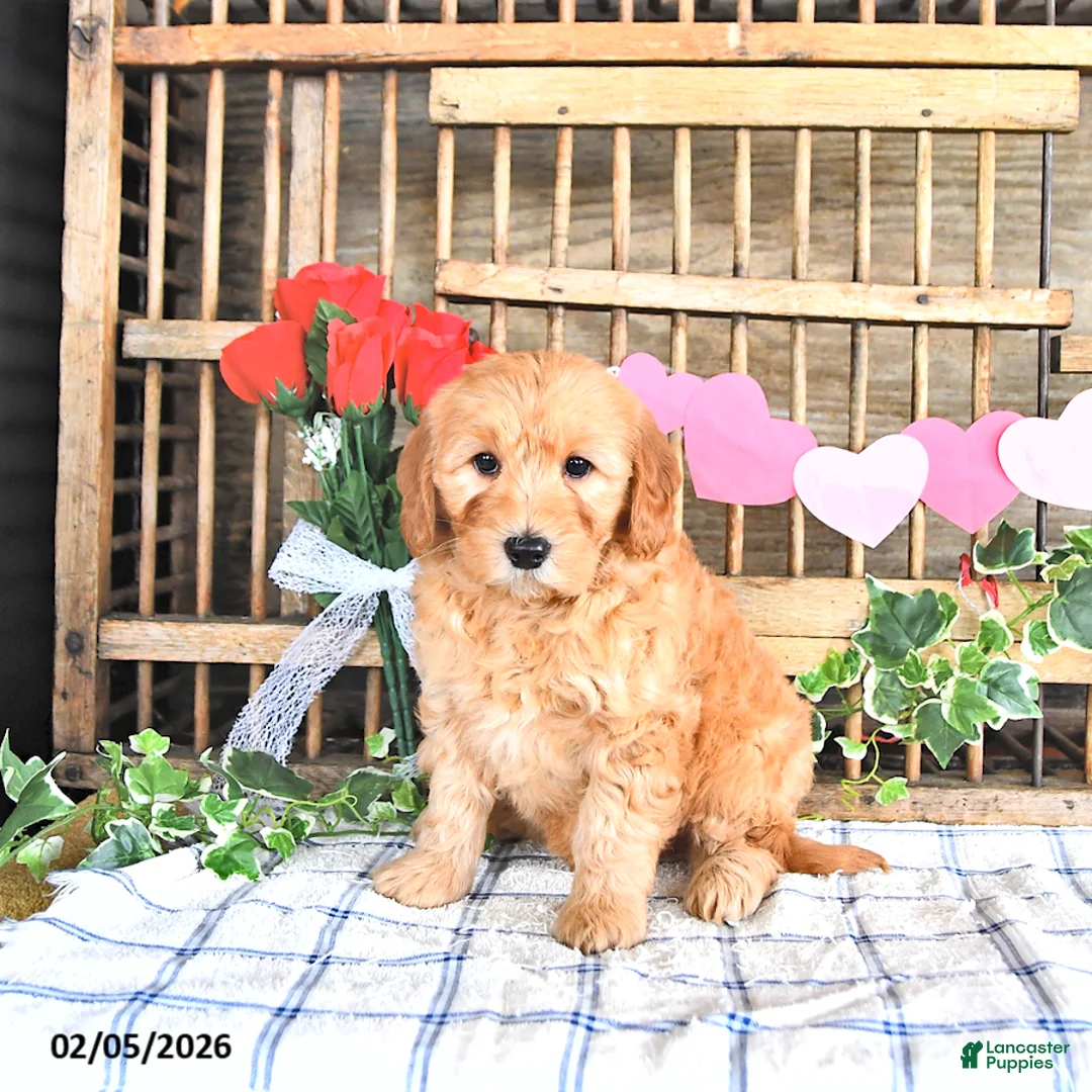 Mini Goldendoodle dogs for sale: Mason - Ad 3