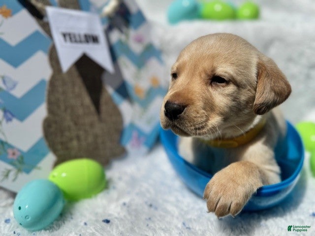 Labrador Retriever dogs Yellow Collar Male - Ad 23