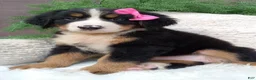 Bernese Mountain Dog dogs for sale: Lilly - Ad 3