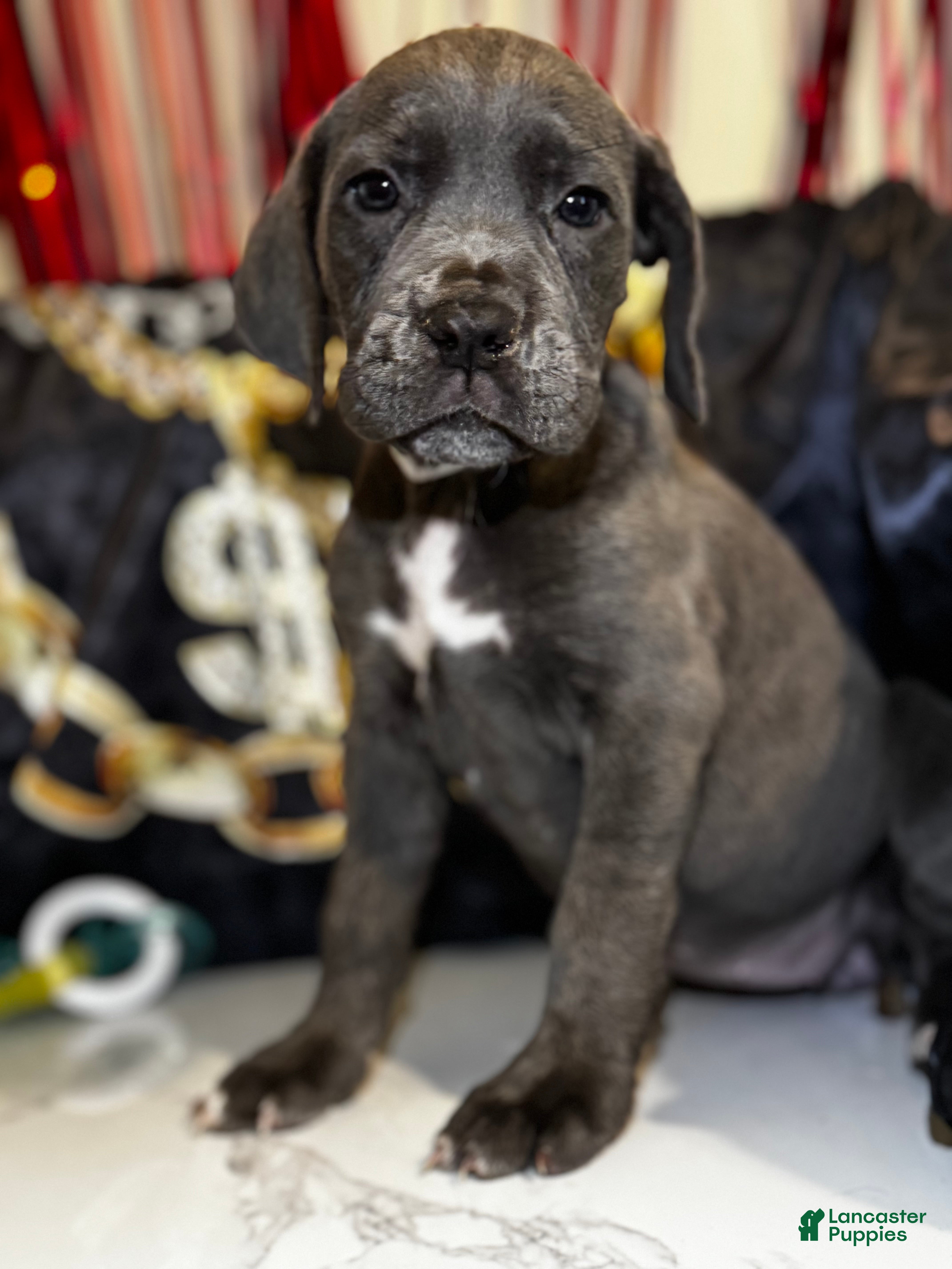 Cane Corso dogs Angel - Ad 12