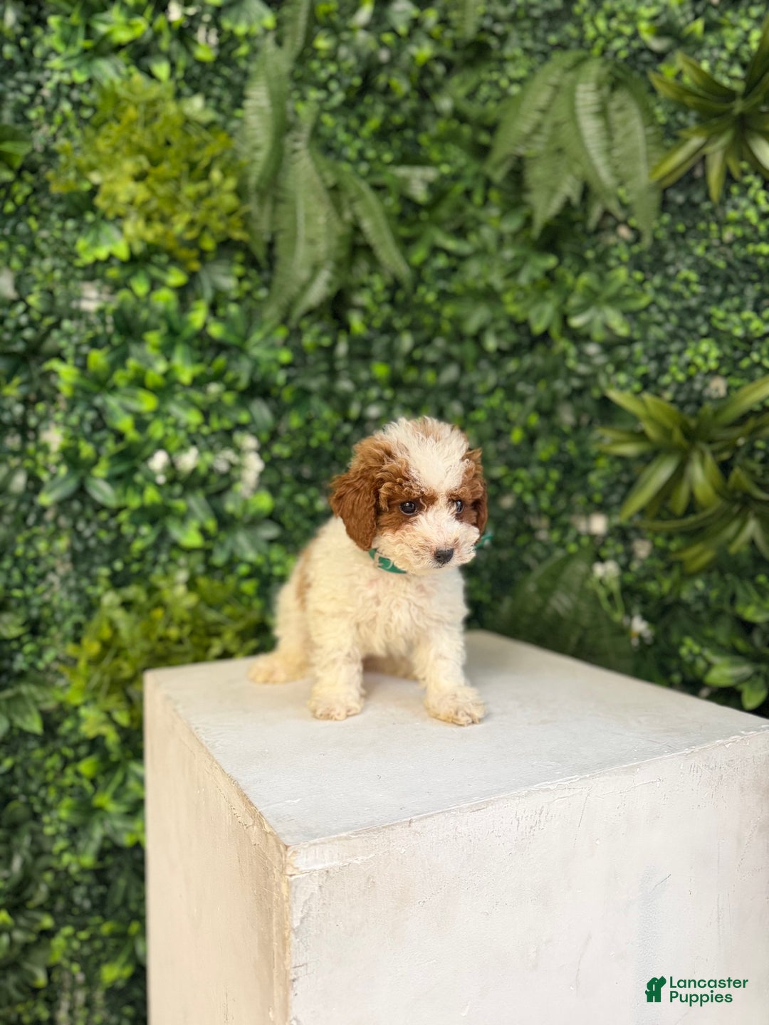 Toy Poodle dogs for sale: Spot - Ad 4