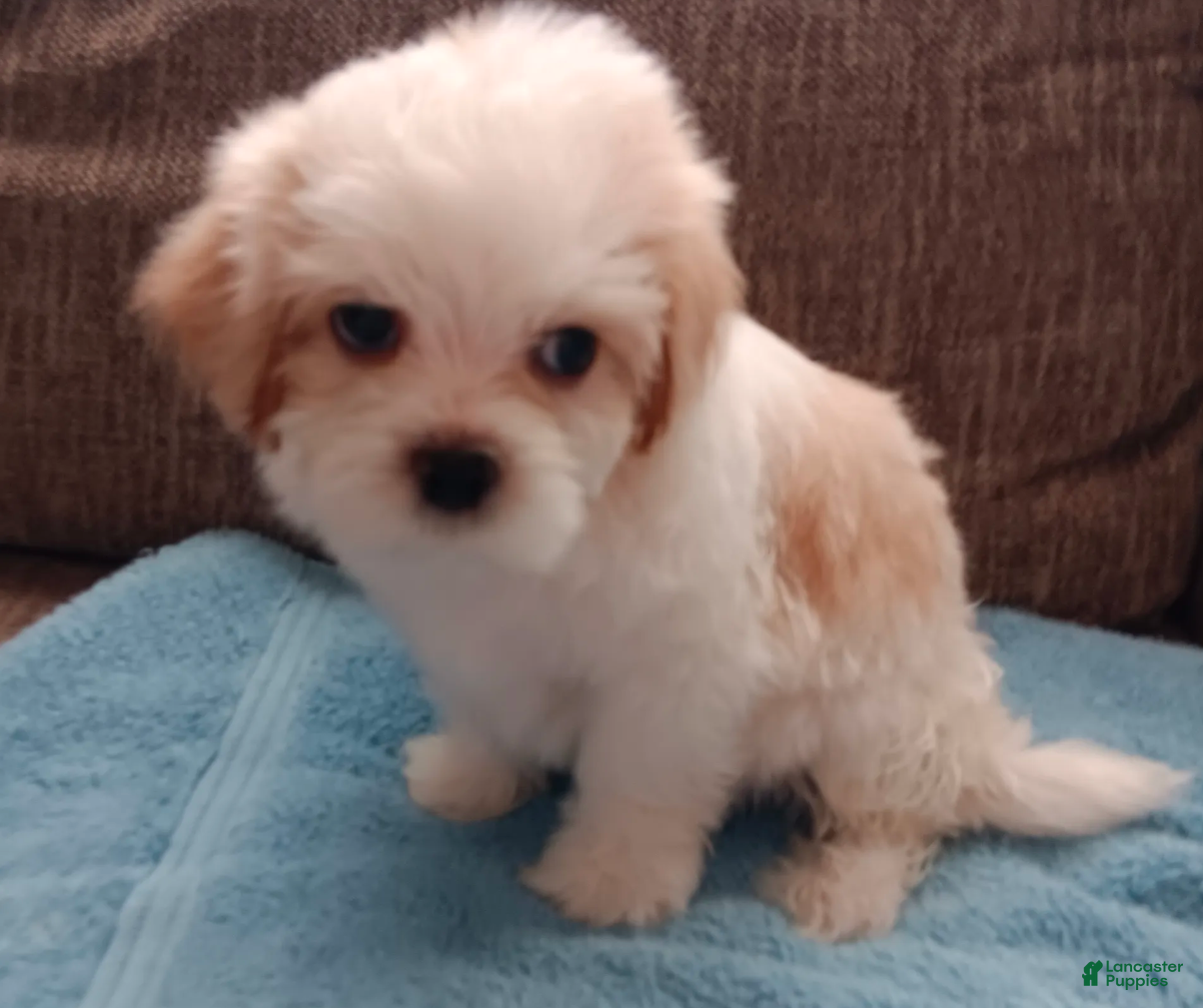Teddy Bear dogs Toby - Ad 2