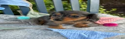 Miniature Dachshund dogs for sale: Tilly - Ad 14