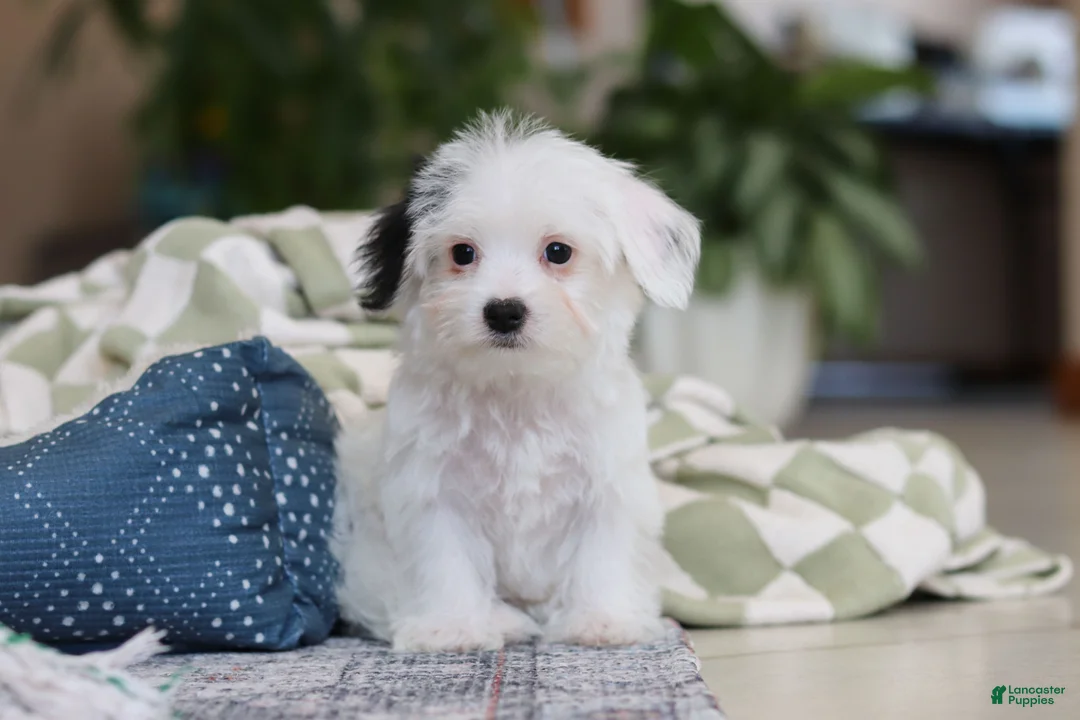 Morkie dogs for sale: Bobby - Ad 6