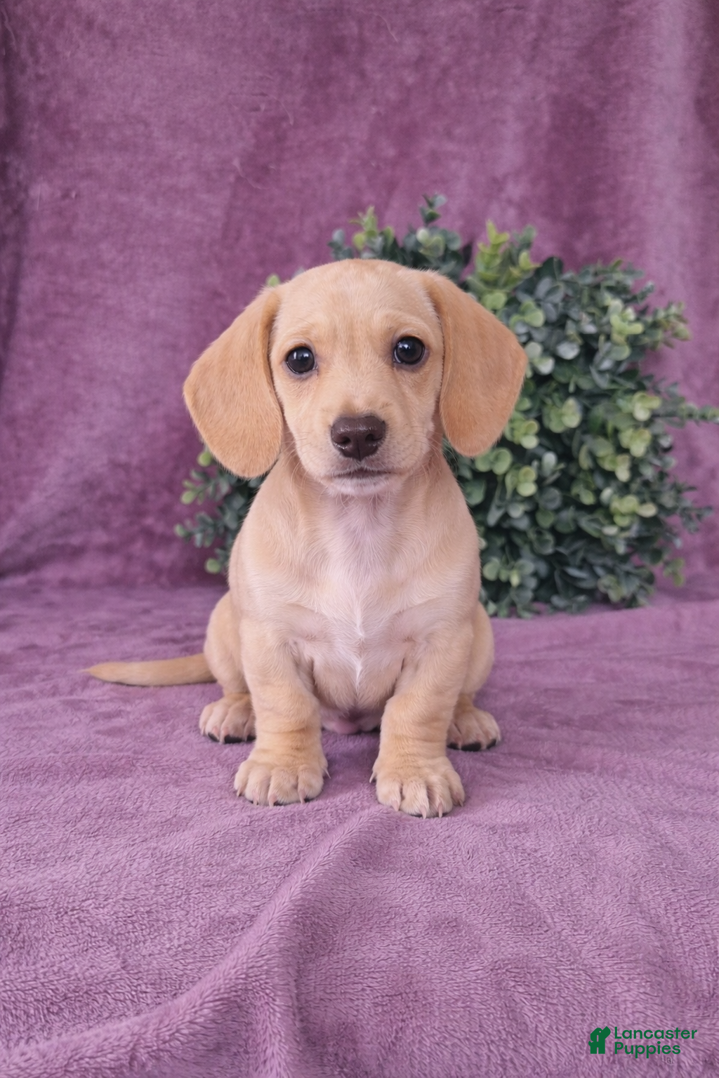 Dachshund dogs Dallas - Ad 1